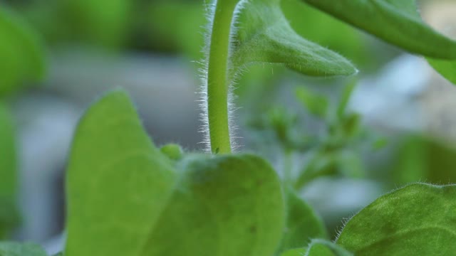 花植物视频素材