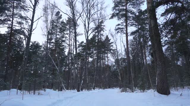 慢镜头，美丽的松林里下着大雪。树上覆盖着天然的雪。全高清视频。视频素材