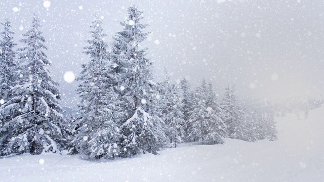 树枝上美丽的蓬松的雪。雪花从云杉树枝上美丽地飘落下来。冬天的童话，树在雪中囚禁。冬天下雪的录像视频素材