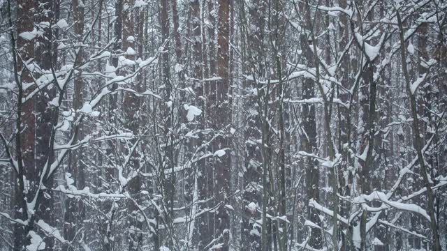 冬天的风景。美丽的松林和飘落的雪花。4 k的视频质量。视频素材