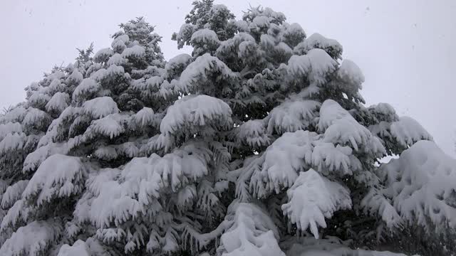 在土耳其博鲁山的森林里下起了大雪视频素材