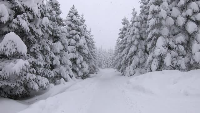 大雪落在土耳其博鲁博鲁山的一条森林道路上视频素材