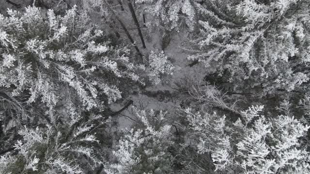 冬季从空中的针叶林视频下载