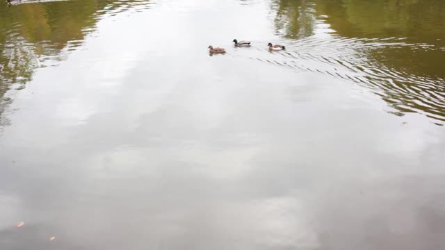 湖上的鸭子视频素材