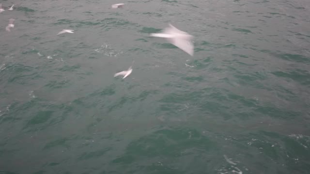 海鸥视频素材