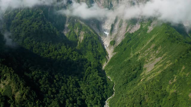 山谷中的树木视频素材