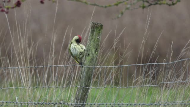 绿色啄木鸟，Picus viridis，栖息在篱笆的木桩上，在田野的边缘整理。视频素材