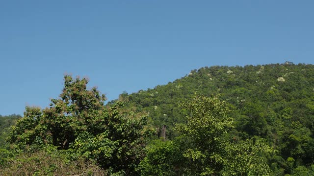 热带雨林，蓝天相伴视频素材