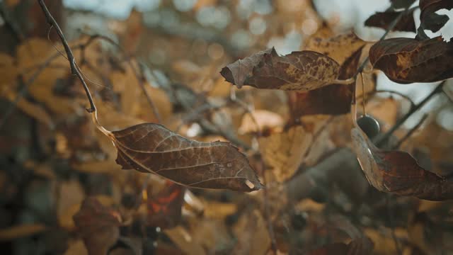 枯黄的秋叶覆盖着阳光的背景。缓慢的运动。视频素材