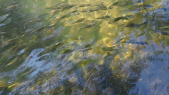 流水中的淡水鱼视频素材