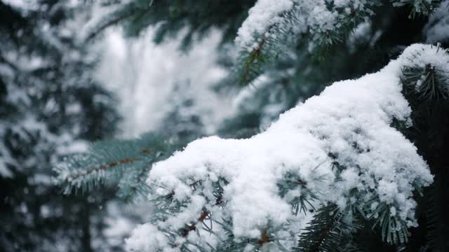 雪花落在冷杉树枝上视频素材