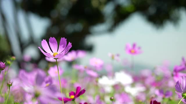 花视频素材