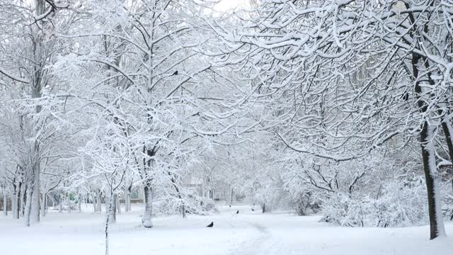 夜幕降临后，白雪覆盖了树木，乌鸦在空旷的公园路上行走视频素材