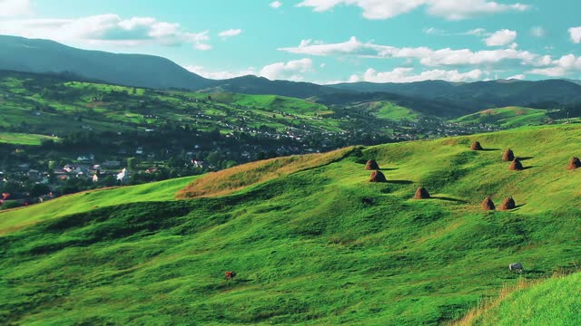 山的风景。牛群在绿色的草地上吃草。视频素材