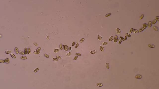 漂浮在水中的纤毛虫微生物群落视频素材