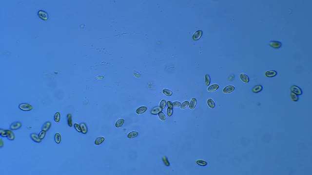 漂浮在水中的纤毛虫微生物群落视频素材