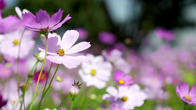 花视频素材