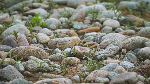 低角度拍摄的小圆岩石和草之间生长在河海滩视频素材