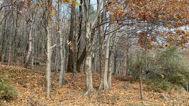 秋天的森林景观视频素材