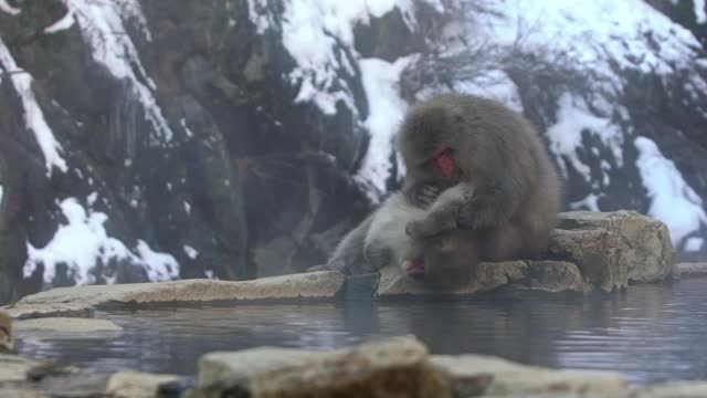 日本雪猴在温泉梳理。冬天的雪山视频素材