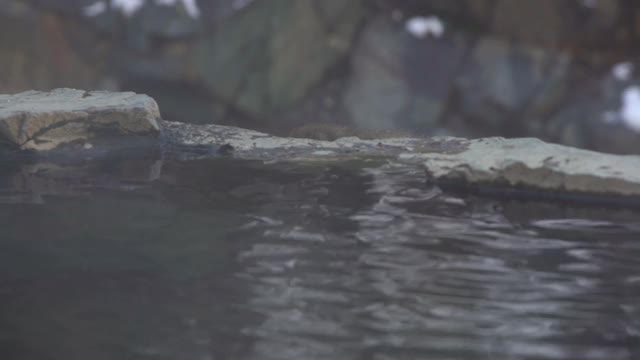 著名的雪猴在日本的天然温泉里吃东西视频素材