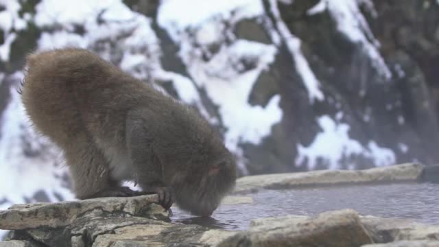 地狱谷猴公园，雪猴在天然温泉中饮水。日本视频素材