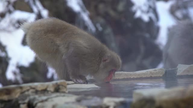 著名的雪猴在日本的天然温泉中饮水视频素材