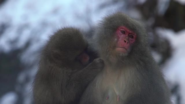 日本雪猴在温泉梳理。冬天的雪山视频素材