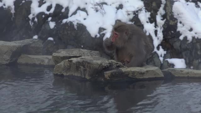 地狱谷猴园，日本雪猴在天然温泉附近进食视频素材