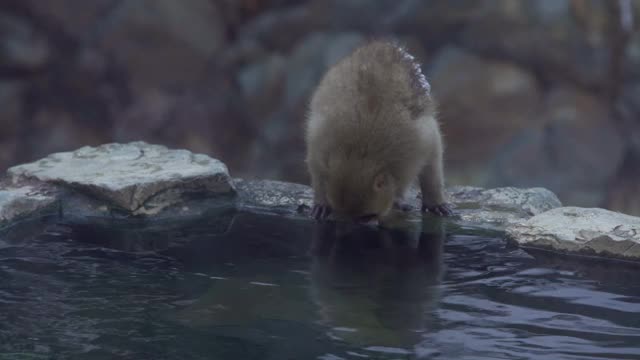 地狱谷猴公园，雪猴在天然温泉中饮水。日本视频素材