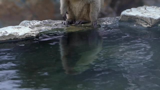 雪猴红脸日本猕猴用雾和雪喝热水视频素材