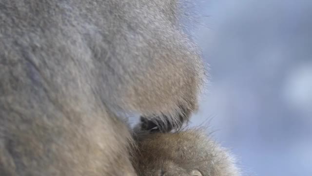 日本雪猴在温泉梳理。冬天的雪山视频素材