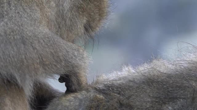 著名的雪猴在日本雪山的天然温泉中梳洗视频素材