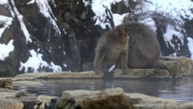 著名的雪猴在日本雪山的天然温泉中梳洗视频素材