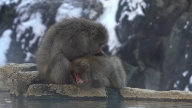 日本雪猴在温泉梳理。冬天的雪山视频素材