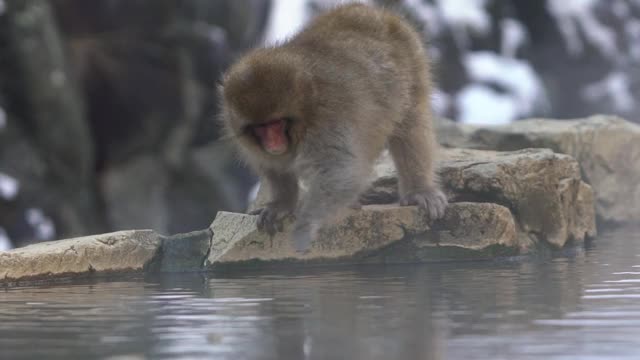 雪猴日本猕猴的红脸肖像吃与雾和雪。视频素材