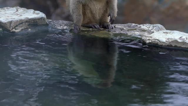 地狱谷猴公园，雪猴在天然温泉中饮水。日本视频素材