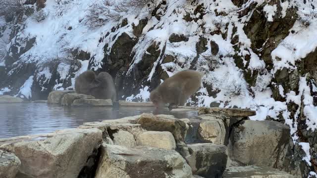 著名的雪猴在日本的天然温泉中饮水视频素材