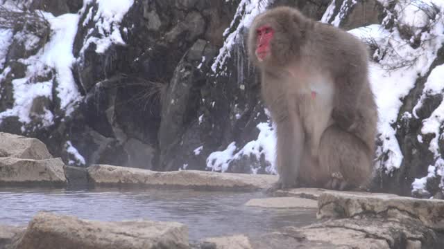 地狱谷猴公园，雪猴在天然温泉中饮水。日本视频素材