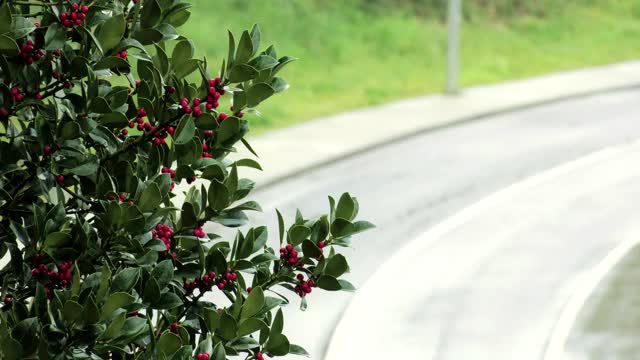 冬青雨路视频素材