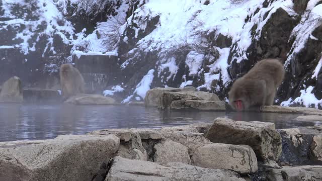 雪猴红脸日本猕猴用雾和雪喝热水视频素材