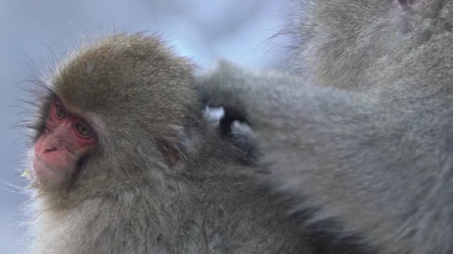 日本雪猴在雪山温泉上梳洗的慢镜头视频素材