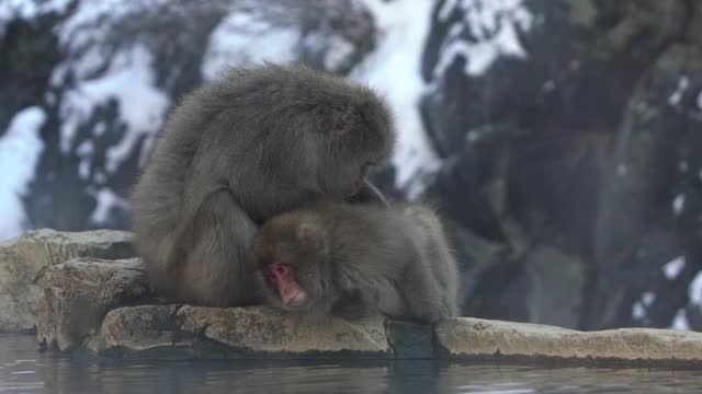 慢镜头雪猴红脸在温泉里检查虱子视频素材