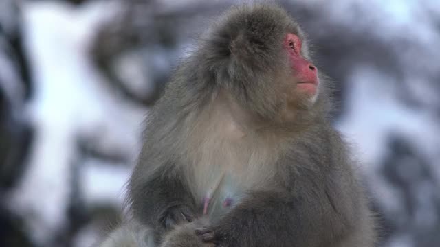 日本冬季温泉中野生猴子梳理毛发的慢镜头视频素材