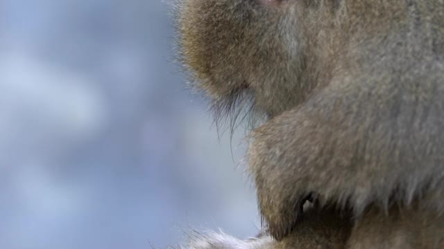 日本冬季温泉中野生猴子梳理毛发的慢镜头视频素材