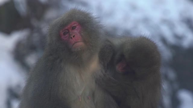 日本冬季温泉中野生猴子梳理毛发的慢镜头视频素材