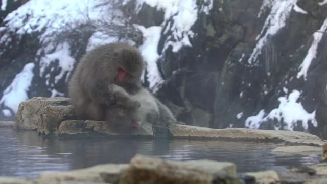 慢镜头雪猴红脸在温泉里检查虱子视频素材