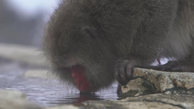 著名的雪猴在日本的天然温泉中饮水视频素材