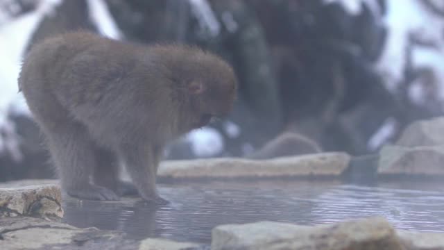 慢镜头著名的雪猴在天然温泉中饮水视频素材