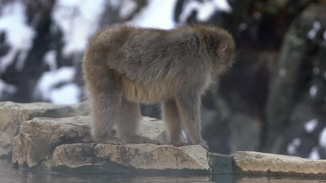 慢镜头日本雪猴在冬天吃温泉的种子视频素材